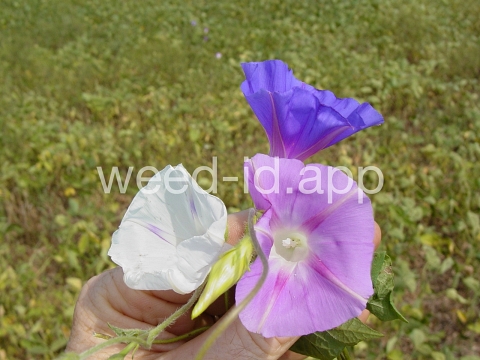 morningglory, tall